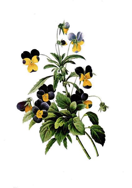 Fountain of Flowers - Set 22. 72 Pages to DOWNLOAD
